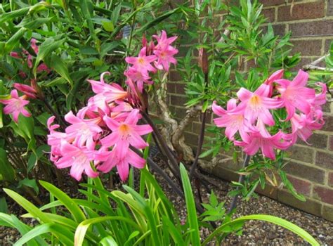 naked ladies plant|Belladonna Lily (Amaryllis Belladonna) Growing & Care Guide for。